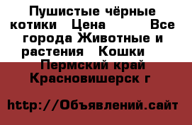 Пушистые чёрные котики › Цена ­ 100 - Все города Животные и растения » Кошки   . Пермский край,Красновишерск г.
